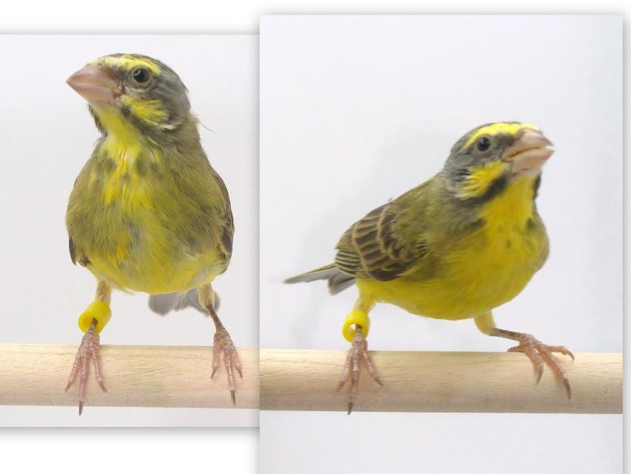 FINCHforum • View topic - Breeding the Green Singing Finch